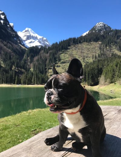 putziges Hündchen mit Bergpanorama