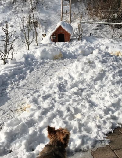 Hundehütte mit Schnee bedeckt