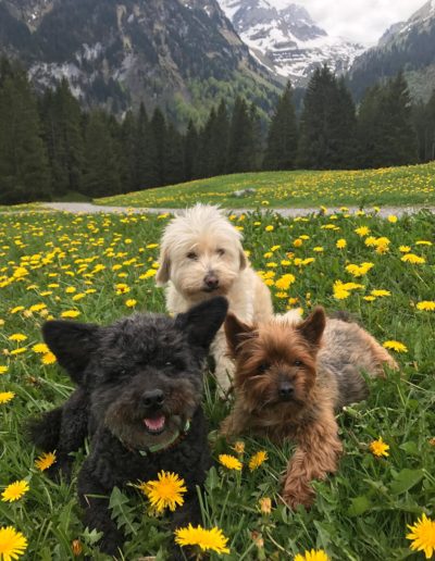 Drei Hunde auf einer Blumenwiese