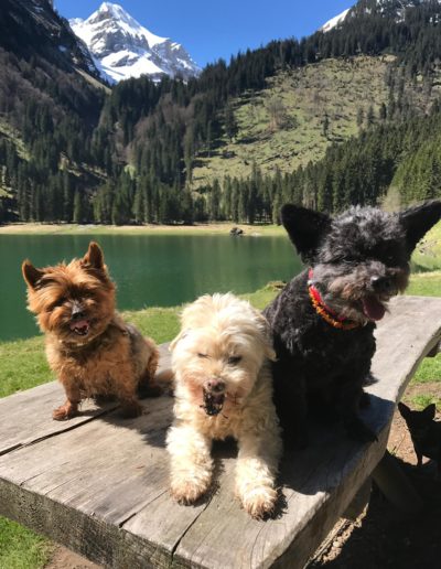 Die drei Hunde von Brigitte und im Hintergrund ein schöner See mit Bergblick