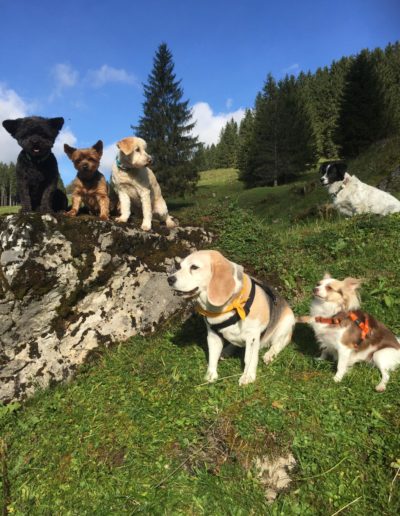 Sechs Hunde auf Abenteuerreise